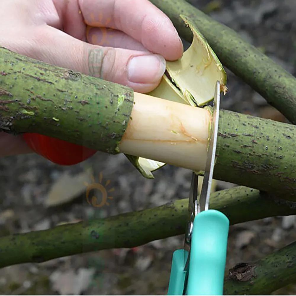 Outil d'épluchage d'anneau, ciseaux, couteau de ceinture, taille de jardin, arbre fruitier, raisin, arbuste, verger, couteau de greffage d'anneau