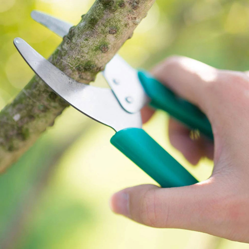 Ringschälwerkzeug, Schere, Ringelmesser, Gartenschere, Obstbaum, Traubenstrauch, Obstgarten, Ring-Pfropfmesser