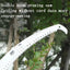 Telescopic High-Altitude Branch Saw for Fruit Tree Pruning